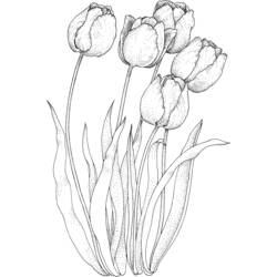 Dibujo para colorear: Tulipán (Naturaleza) #161658 - Dibujos para colorear