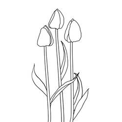 Dibujo para colorear: Tulipán (Naturaleza) #161667 - Dibujos para colorear