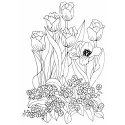 Dibujo para colorear: Tulipán (Naturaleza) #161669 - Dibujos para Colorear e Imprimir Gratis