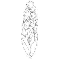 Dibujo para colorear: Tulipán (Naturaleza) #161675 - Dibujos para Colorear e Imprimir Gratis