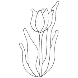 Dibujo para colorear: Tulipán (Naturaleza) #161677 - Dibujos para Colorear e Imprimir Gratis