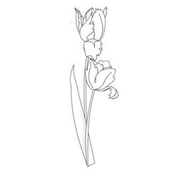 Dibujo para colorear: Tulipán (Naturaleza) #161680 - Dibujos para Colorear e Imprimir Gratis