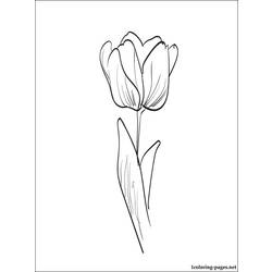 Dibujo para colorear: Tulipán (Naturaleza) #161688 - Dibujos para Colorear e Imprimir Gratis
