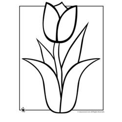 Dibujo para colorear: Tulipán (Naturaleza) #161699 - Dibujos para colorear