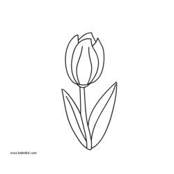 Dibujo para colorear: Tulipán (Naturaleza) #161723 - Dibujos para colorear