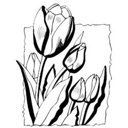Dibujo para colorear: Tulipán (Naturaleza) #161730 - Dibujos para Colorear e Imprimir Gratis