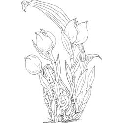 Dibujo para colorear: Tulipán (Naturaleza) #161737 - Dibujos para colorear