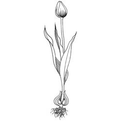 Dibujo para colorear: Tulipán (Naturaleza) #161740 - Dibujos para Colorear e Imprimir Gratis