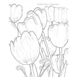 Dibujo para colorear: Tulipán (Naturaleza) #161750 - Dibujos para Colorear e Imprimir Gratis