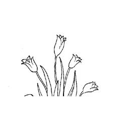 Dibujo para colorear: Tulipán (Naturaleza) #161761 - Dibujos para Colorear e Imprimir Gratis