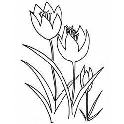 Dibujo para colorear: Tulipán (Naturaleza) #161785 - Dibujos para Colorear e Imprimir Gratis