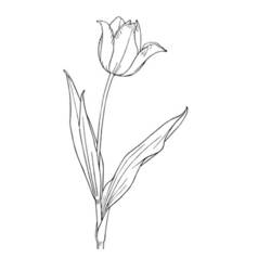 Dibujo para colorear: Tulipán (Naturaleza) #161787 - Dibujos para colorear