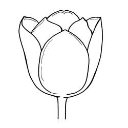 Dibujo para colorear: Tulipán (Naturaleza) #161799 - Dibujos para colorear