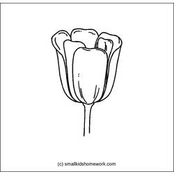 Dibujo para colorear: Tulipán (Naturaleza) #161803 - Dibujos para Colorear e Imprimir Gratis