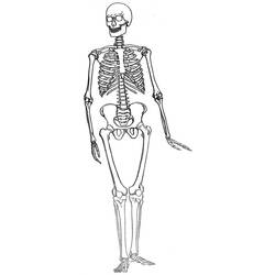 Dibujo para colorear: Esqueleto (Personajes) #147528 - Dibujos para Colorear e Imprimir Gratis
