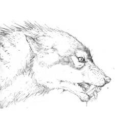 Dibujo para colorear: Hombre lobo (Personajes) #100026 - Dibujos para Colorear e Imprimir Gratis